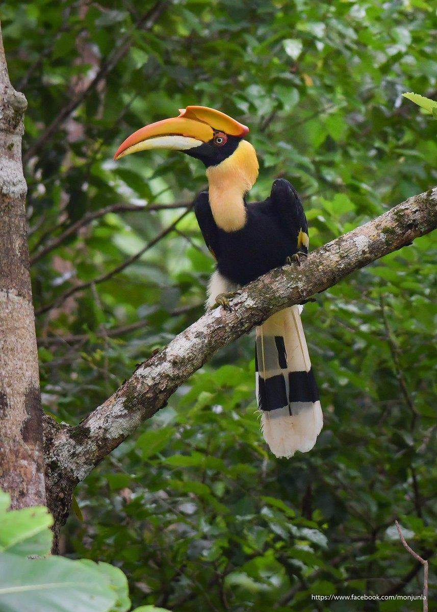 great hornbill